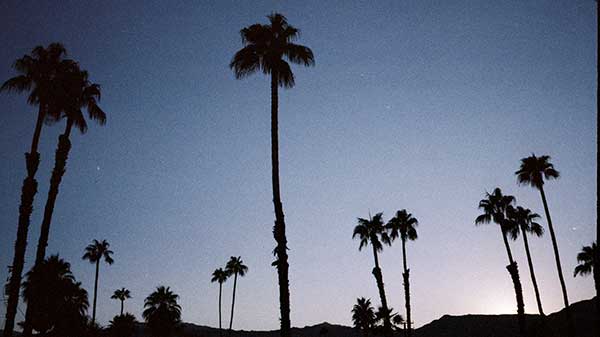 Palm Trees