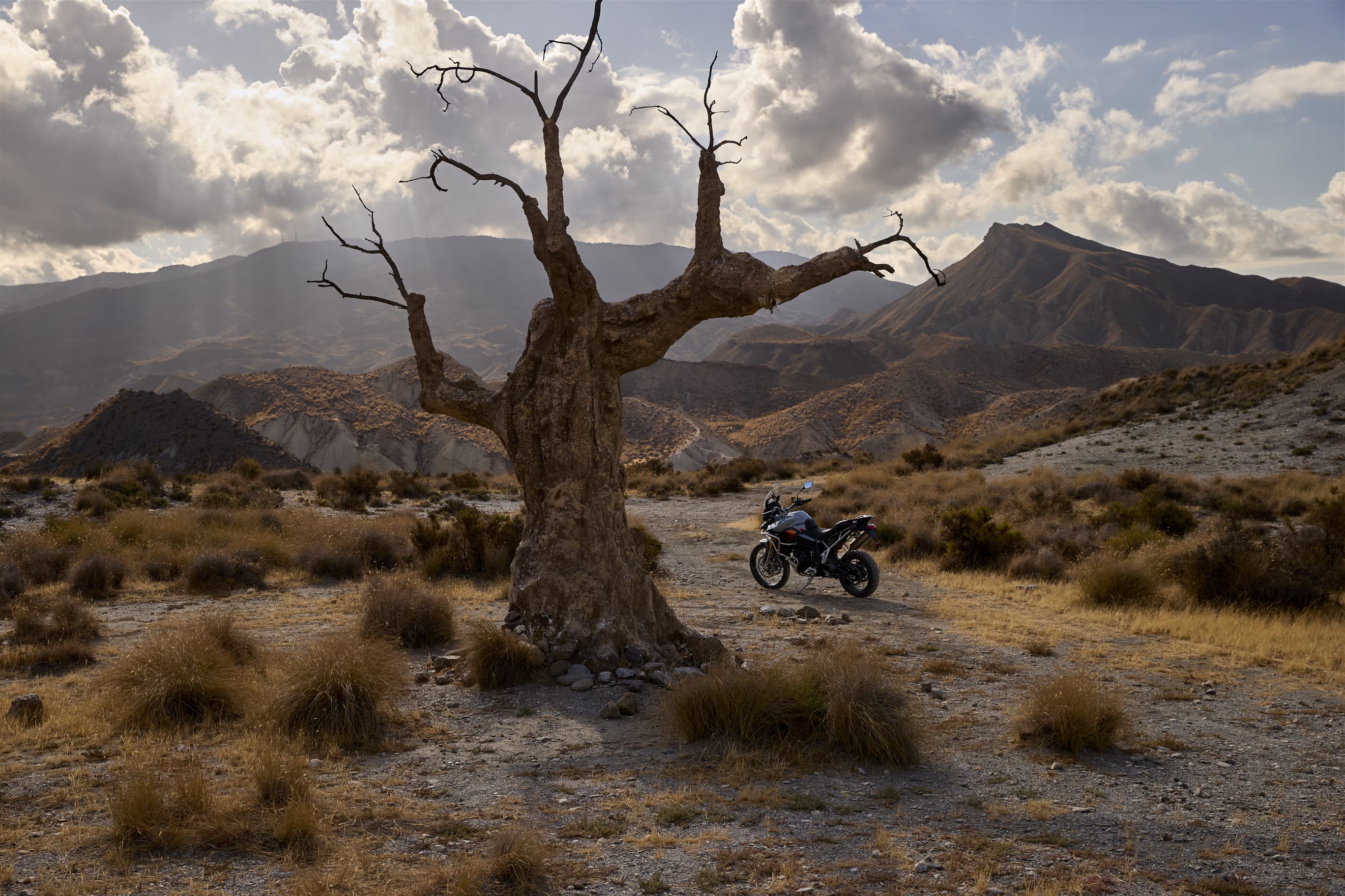 Tiger 900 Desert Edition